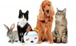 Top 10 des meilleurs animaux domestiques