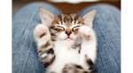 Top 15 des animaux les plus mignons