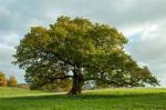 Arbres d'Europe par l'image